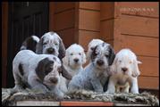 wye niemiecki, spinone italiano