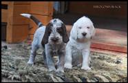 wye niemiecki, spinone italiano