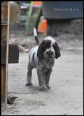 wye niemiecki, spinone italiano