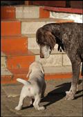 wye niemiecki, spinone italiano
