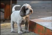 wye niemiecki, spinone italiano