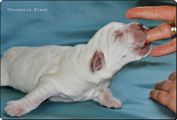 wye niemiecki, spinone italiano