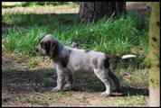 wye niemiecki, spinone italiano
