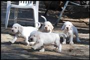 wye niemiecki, spinone italiano