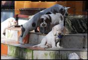 wye niemiecki, spinone italiano