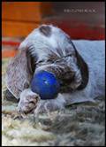 wye niemiecki, spinone italiano