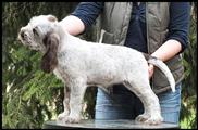 wye niemiecki, spinone italiano