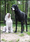 wye niemiecki, spinone italiano