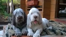 wye niemiecki, spinone italiano
