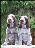 wye niemiecki, spinone italiano