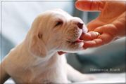 wye niemiecki, spinone italiano