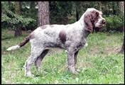 wye niemiecki, spinone italiano