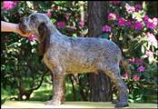 wye niemiecki, spinone italiano