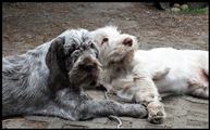 wye niemiecki, spinone italiano