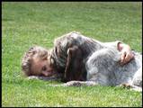wye niemiecki, spinone italiano