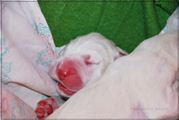 wye niemiecki, spinone italiano