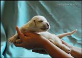 wye niemiecki, spinone italiano