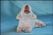 wye niemiecki, spinone italiano