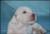 wye niemiecki, spinone italiano