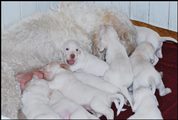 wye niemiecki, spinone italiano