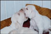 wye niemiecki, spinone italiano
