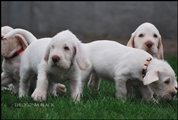 wye niemiecki, spinone italiano