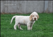 wye niemiecki, spinone italiano