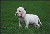 wye niemiecki, spinone italiano