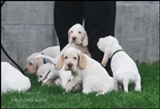 wye niemiecki, spinone italiano