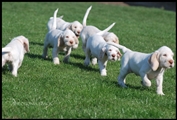wye niemiecki, spinone italiano