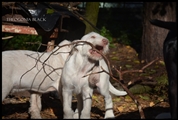 wye niemiecki, spinone italiano