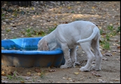 wye niemiecki, spinone italiano