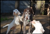 wye niemiecki, spinone italiano