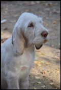 wye niemiecki, spinone italiano