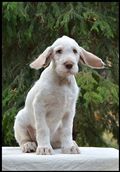 wye niemiecki, spinone italiano