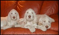 wye niemiecki, spinone italiano