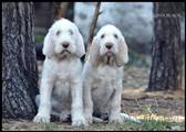 wye niemiecki, spinone italiano