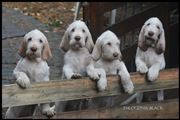 wye niemiecki, spinone italiano