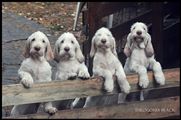wye niemiecki, spinone italiano
