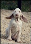 wye niemiecki, spinone italiano