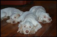 wye niemiecki, spinone italiano