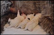 wye niemiecki, spinone italiano