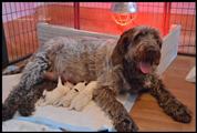 wye niemiecki, spinone italiano