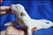 wye niemiecki, spinone italiano