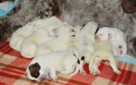 wye niemiecki, spinone italiano