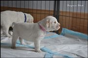 wye niemiecki, spinone italiano