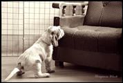 wye niemiecki, spinone italiano