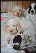 wye niemiecki, spinone italiano