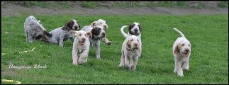 wye niemiecki, spinone italiano