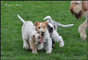 wye niemiecki, spinone italiano